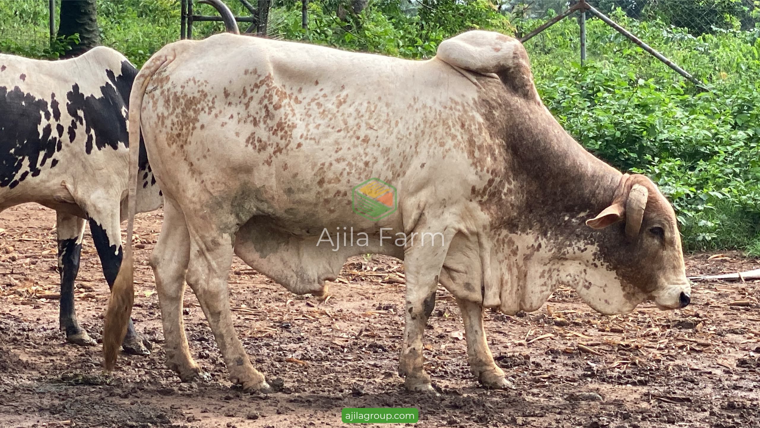 Livestock Farming