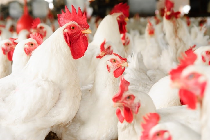 Value-Added Poultry & Culled Birds