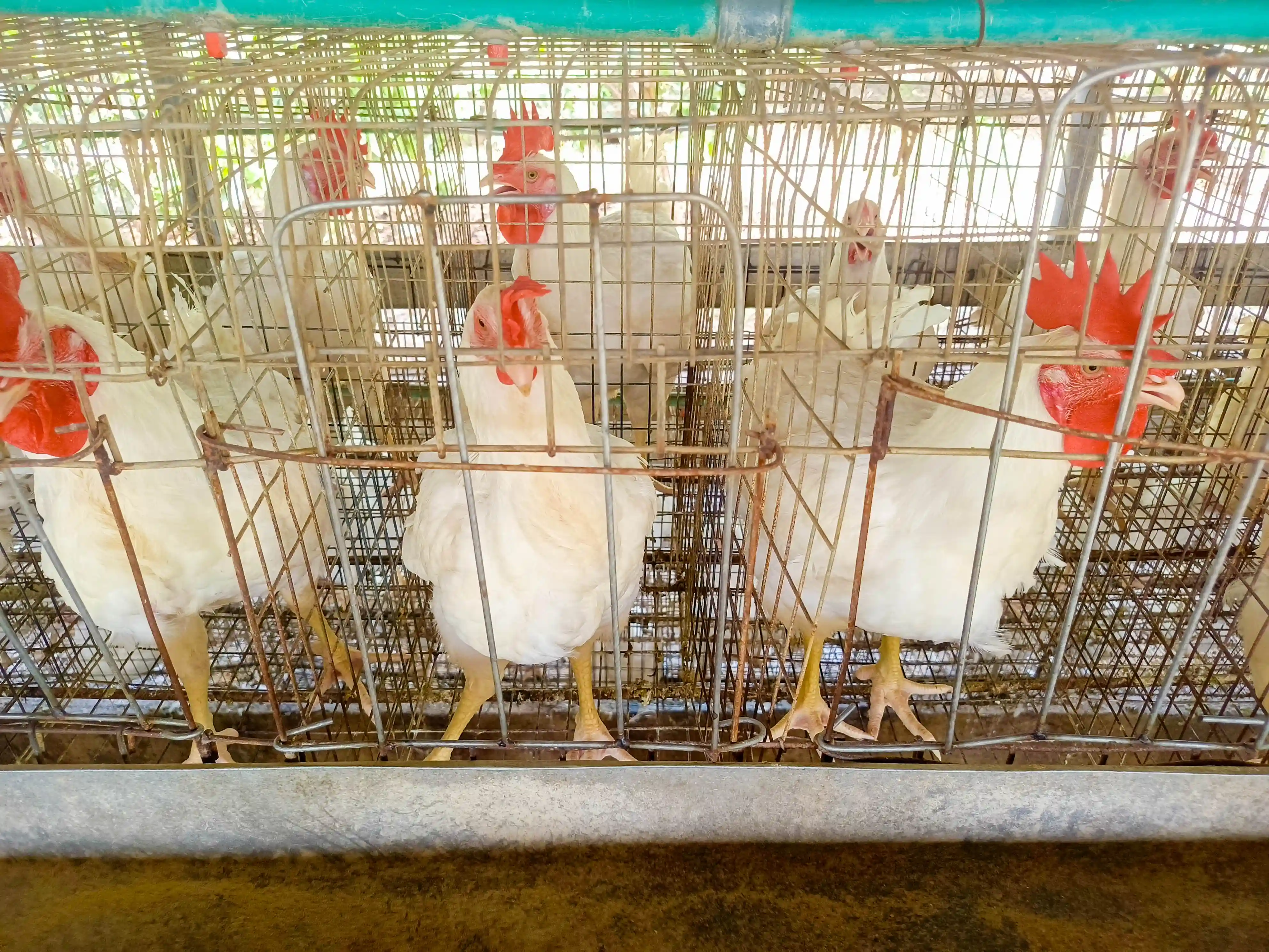 Dairy Production