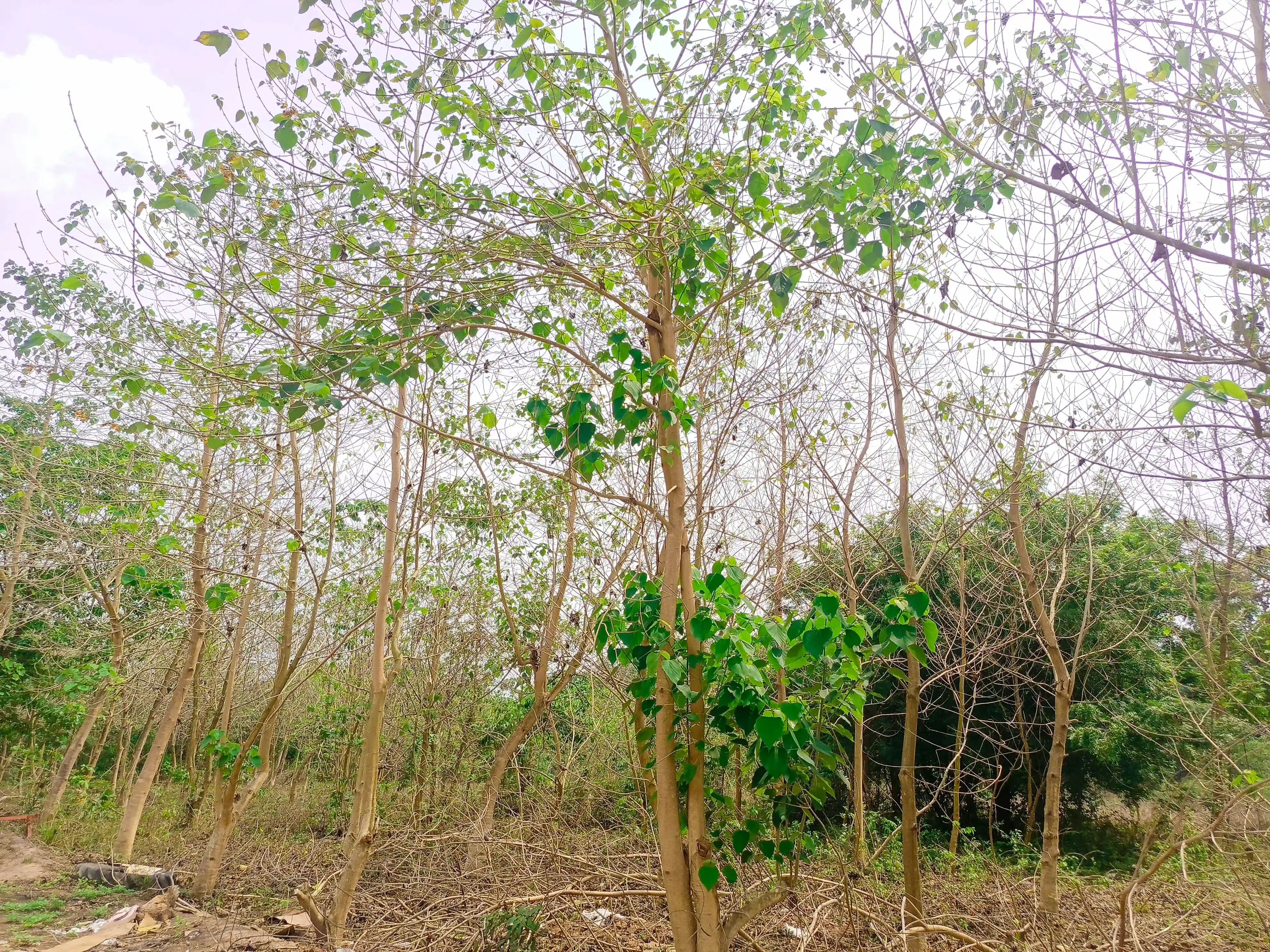 Plantation & Arable Farming