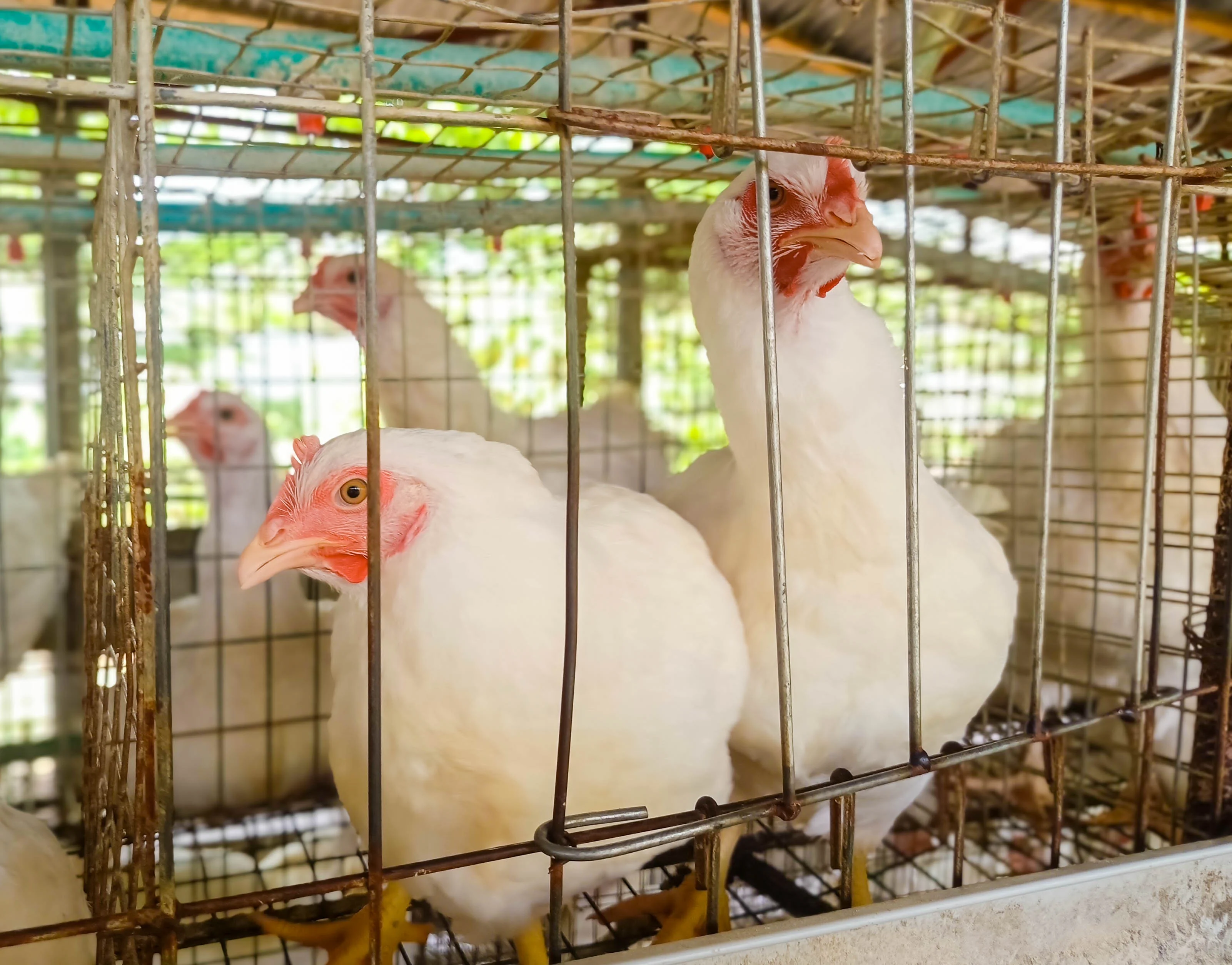 Ajila Farm Facility 5